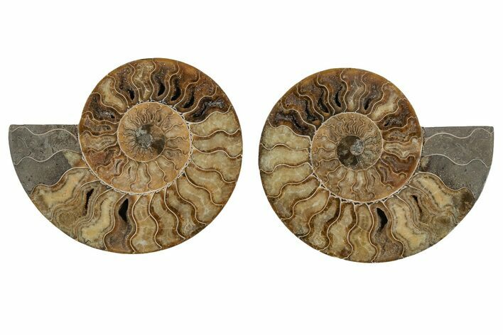 Cut & Polished, Agatized Ammonite Fossil - Madagascar #207437